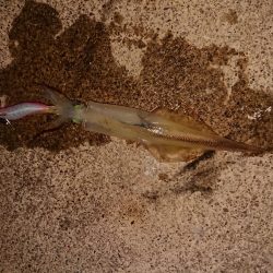 今期最高でした